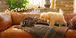 Nintendogs + Cats: Golden Retriever & New Friends - Nintendo Selects (Nintendo 3DS) – screenshot 1
